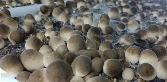 食用菌發(fā)酵消泡劑應用場(chǎng)景圖