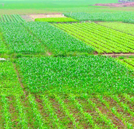 農用消泡劑應用場(chǎng)景圖